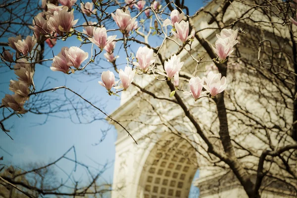 봄 튤립 나무, 워싱턴 스퀘어 파크, 뉴욕 시 — 스톡 사진