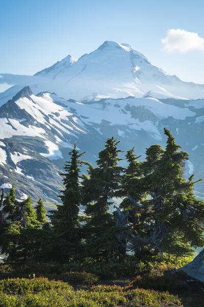 Snowcapped Mount Baker, Ptarmigan Ridge, Washington State Cascad — Fotografia de Stock