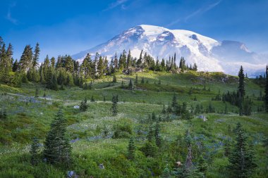 güzel çiçekler ve mount rainier