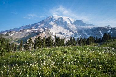 güzel çiçekler ve mount rainier