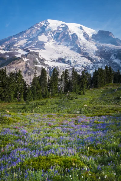 Schöne Wildblumen und Mount Rainier — Stockfoto