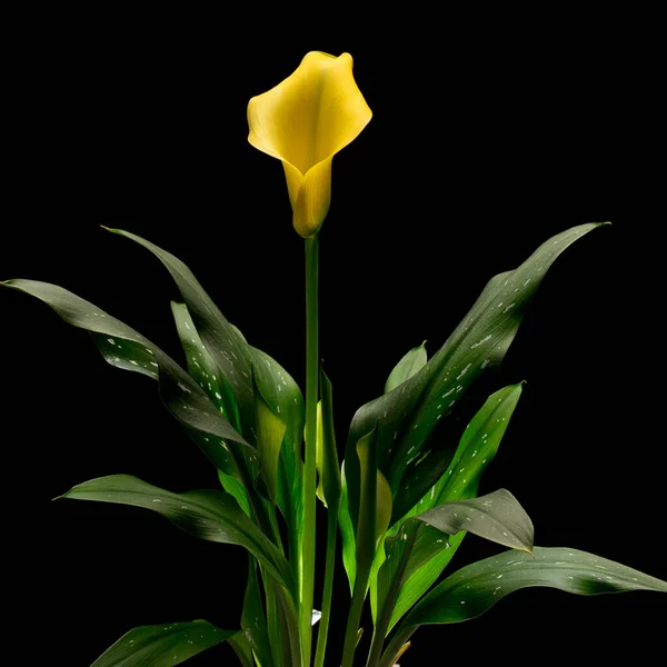 Calla Fleur Zantedesc Est Jaune Feuilles Vertes Dans Pot Sur — Photo