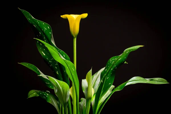 Calla çiçeği Zantedesc bir tencerede sarı ve yeşil yapraklar. Siyah bir arkaplanda