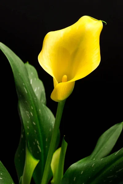 Calla Flower Zantedesc Yellow Green Leaves Pot Black Background Stock Picture