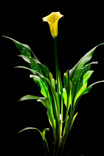 Calla Fleur Zantedesc Est Jaune Feuilles Vertes Dans Pot Sur — Photo