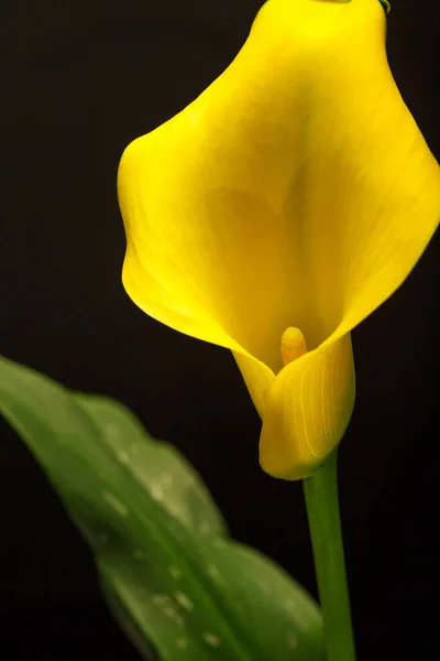 Calla Flower Zantedesc Yellow Green Leaves Pot Black Background — Stock Photo, Image