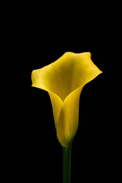 Calla Fleur Zantedesc Est Jaune Feuilles Vertes Dans Pot Sur — Photo