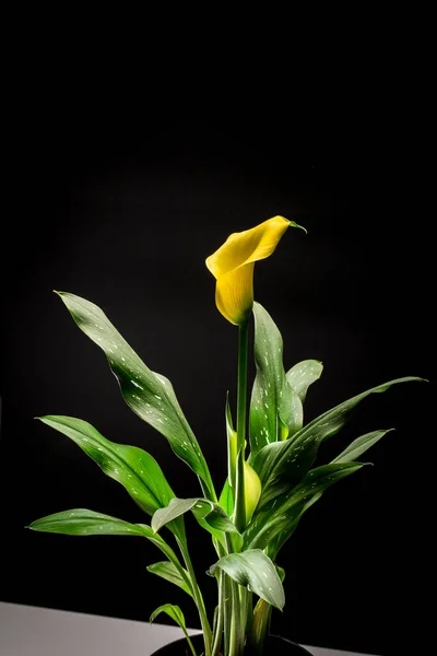 卡拉花Zantedesc是黄色和绿色的叶子在壶中 在黑色背景上 — 图库照片