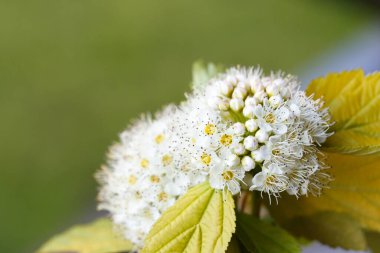 yumuşak beyaz çiçekler. Alışveriş merkezi yeşil yapraklı beyaz çiçekler.. 