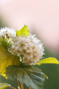 yumuşak beyaz çiçekler. Alışveriş merkezi yeşil yapraklı beyaz çiçekler.. 