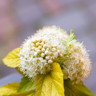 yumuşak beyaz çiçekler. Alışveriş merkezi yeşil yapraklı beyaz çiçekler.. 