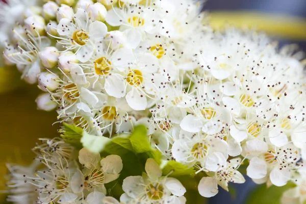 soft white flowers.Small white flowers with green leaves.