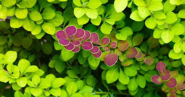 Bushes Bright Green Pink Bush Pink Leaves Shape Green Background — Stock Photo, Image