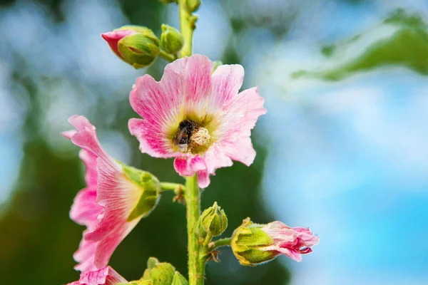 Pink Alcea Rosea Flower Bee Blue Sky Flower Sits Bumblebee — Stock Photo, Image