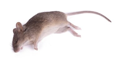 Ölü bir fare beyaz bir arkaplanda izole edilir.