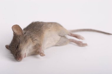 Ölü bir fare beyaz bir arkaplanda izole edilir.