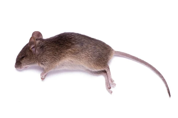 Une souris morte est isolée sur un fond blanc — Photo