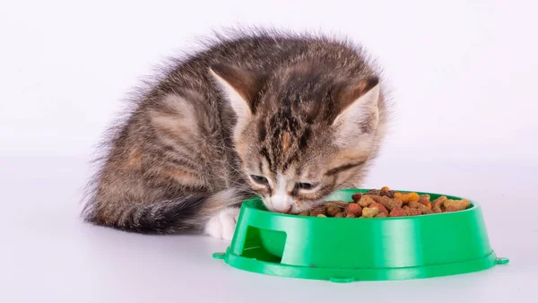 Kleines Kätzchen Isst Trockenfutter Isoliert Auf Weißem Hintergrund — Stockfoto