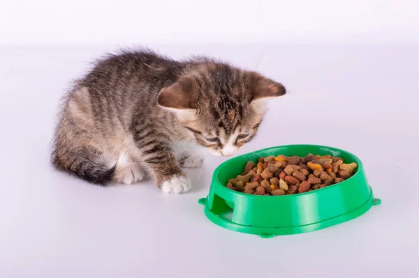 Kleines Kätzchen Isst Trockenfutter Isoliert Auf Weißem Hintergrund — Stockfoto