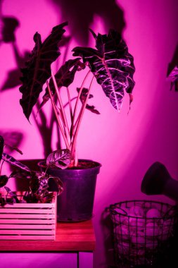 Pembe bir lambanın altındaki duvarın yanındaki saksılarda çeşitli yeşil bitkiler, fitolamp. Kapalı bahçe, ev bitkileri. Alocasia, ficus, palmiye, croton, Monstera, Arararroot, sepetlerde calathea, kutularda.