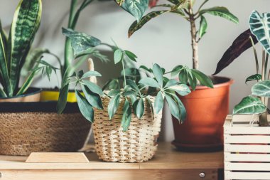 Pencere kenarındaki saksılarda çeşitli yeşil bitkiler. Kapalı bahçe, ev bitkileri. Minimalist İskandinav iç mimarisi. Alocasia, ficus, palmiye, croton, Monstera, Arararroot, sepetlerde calathea, kutularda.