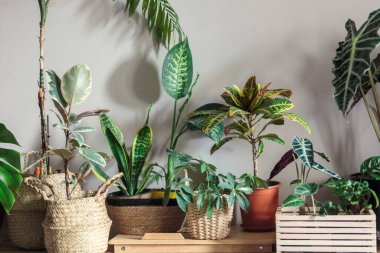 Pencere kenarındaki saksılarda çeşitli yeşil bitkiler. Kapalı bahçe, ev bitkileri. Minimalist İskandinav iç mimarisi. Alocasia, ficus, palmiye, croton, Monstera, Arararroot, sepetlerde calathea, kutularda.