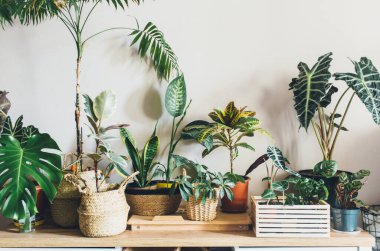 Pencere kenarındaki saksılarda çeşitli yeşil bitkiler. Kapalı bahçe, ev bitkileri. Minimalist İskandinav iç mimarisi. Alocasia, ficus, palmiye, croton, Monstera, Arararroot, sepetlerde calathea, kutularda.