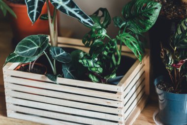 Pencere kenarındaki saksılarda çeşitli yeşil bitkiler. Kapalı bahçe, ev bitkileri. Minimalist İskandinav iç mimarisi. Alocasia, ficus, palmiye, croton, Monstera, Arararroot, sepetlerde calathea, kutularda.