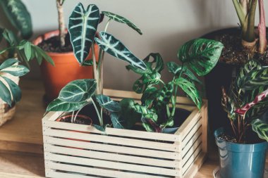 Pencere kenarındaki saksılarda çeşitli yeşil bitkiler. Kapalı bahçe, ev bitkileri. Minimalist İskandinav iç mimarisi. Alocasia, ficus, palmiye, croton, Monstera, Arararroot, sepetlerde calathea, kutularda.