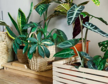 Pencere kenarındaki saksılarda çeşitli yeşil bitkiler. Kapalı bahçe, ev bitkileri. Minimalist İskandinav iç mimarisi. Alocasia, ficus, palmiye, croton, Monstera, Arararroot, sepetlerde calathea, kutularda.