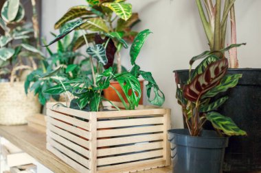 Pencere kenarındaki saksılarda çeşitli yeşil bitkiler. Kapalı bahçe, ev bitkileri. Minimalist İskandinav iç mimarisi. Alocasia, ficus, palmiye, croton, Monstera, Arararroot, sepetlerde calathea, kutularda.