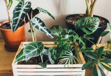 Pencere kenarındaki saksılarda çeşitli yeşil bitkiler. Kapalı bahçe, ev bitkileri. Minimalist İskandinav iç mimarisi. Alocasia, ficus, palmiye, croton, Monstera, Arararroot, sepetlerde calathea, kutularda.