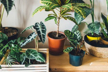Pencere kenarındaki saksılarda çeşitli yeşil bitkiler. Kapalı bahçe, ev bitkileri. Minimalist İskandinav iç mimarisi. Alocasia, ficus, palmiye, croton, Monstera, Arararroot, sepetlerde calathea, kutularda.