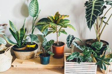 Pencere kenarındaki saksılarda çeşitli yeşil bitkiler. Kapalı bahçe, ev bitkileri. Minimalist İskandinav iç mimarisi. Alocasia, ficus, palmiye, croton, Monstera, Arararroot, sepetlerde calathea, kutularda.