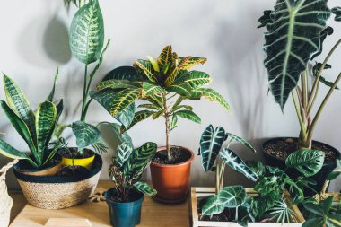 Pencere kenarındaki saksılarda çeşitli yeşil bitkiler. Kapalı bahçe, ev bitkileri. Minimalist İskandinav iç mimarisi. Alocasia, ficus, palmiye, croton, Monstera, Arararroot, sepetlerde calathea, kutularda.