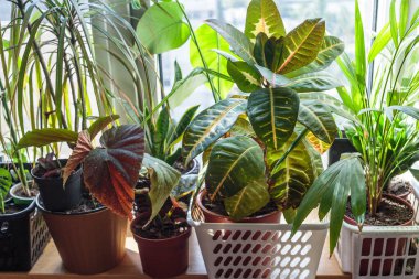 Pencere kenarındaki saksılarda çeşitli yeşil bitkiler. Kapalı bahçe, ev bitkileri. Minimalist İskandinav iç mimarisi. Alocasia, ficus, palmiye, croton, Monstera, Arararroot, sepetlerde calathea, kutularda.
