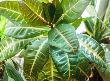 Pencere kenarındaki saksılarda çeşitli yeşil bitkiler. Kapalı bahçe, ev bitkileri. Minimalist İskandinav iç mimarisi.