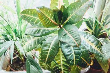 Pencere kenarındaki saksılarda çeşitli yeşil bitkiler. Kapalı bahçe, ev bitkileri. Minimalist İskandinav iç mimarisi.