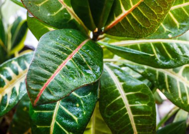 Pencere kenarındaki saksılarda çeşitli yeşil bitkiler. Kapalı bahçe, ev bitkileri. Minimalist İskandinav iç mimarisi. Alocasia, ficus, palmiye, croton, Monstera, Arararroot, sepetlerde calathea, kutularda.