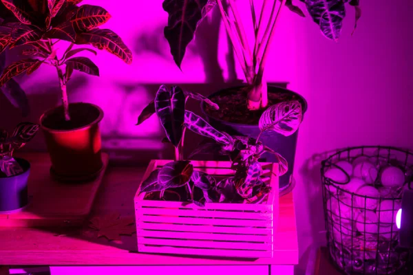 Various Green Plants Pots Next Wall Pink Led Lamp Fitolamp — Stock Photo, Image