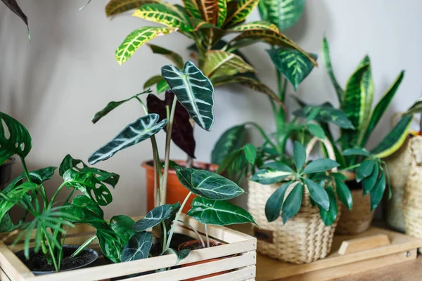 Various Green Plants Pots Windowsill Indoor Garden House Plants Minimalistic — Stock Photo, Image