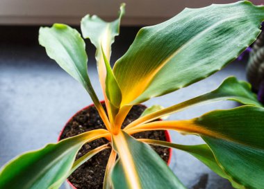 Saksılarda yeşil tohumlar, evdeki saksı bitkileri. Kapalı bahçe, ev bitkileri. Alocasia, incir ağacı, palmiye, canavar maymun, kalathea, İsviçre peyniri bitkisi.