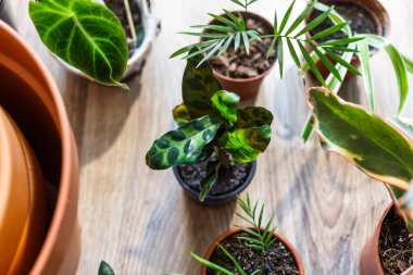 Saksılarda yeşil tohumlar, evdeki saksı bitkileri. Kapalı bahçe, ev bitkileri. Alocasia, incir ağacı, palmiye, canavar maymun, kalathea, İsviçre peyniri bitkisi.