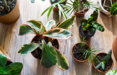 Saksılarda yeşil tohumlar, evdeki saksı bitkileri. Kapalı bahçe, ev bitkileri. Alocasia, incir ağacı, palmiye, canavar maymun, kalathea, İsviçre peyniri bitkisi.