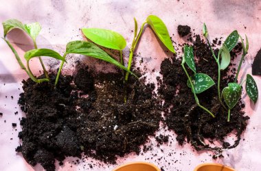 Saksılarda yeşil tohumlar, evdeki saksı bitkileri. Kapalı bahçe, ev bitkileri. Alocasia, incir ağacı, palmiye, canavar maymun, kalathea, İsviçre peyniri bitkisi.