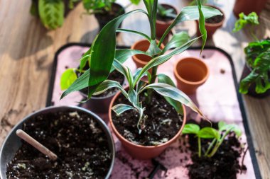 Saksılarda yeşil tohumlar, evdeki saksı bitkileri. Kapalı bahçe, ev bitkileri. Alocasia, incir ağacı, palmiye, canavar maymun, kalathea, İsviçre peyniri bitkisi.