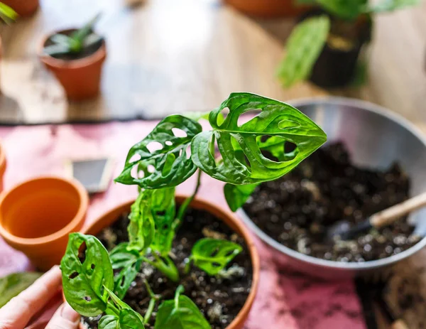 Green Seedlings Pots Potting Plants Home Indoor Garden House Plants — Stock Photo, Image