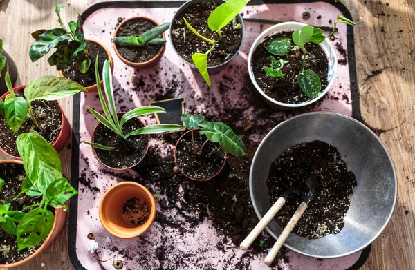 Saksılarda yeşil tohumlar, evdeki saksı bitkileri. Kapalı bahçe, ev bitkileri. Alocasia, incir ağacı, palmiye, canavar maymun, kalathea, İsviçre peyniri bitkisi.