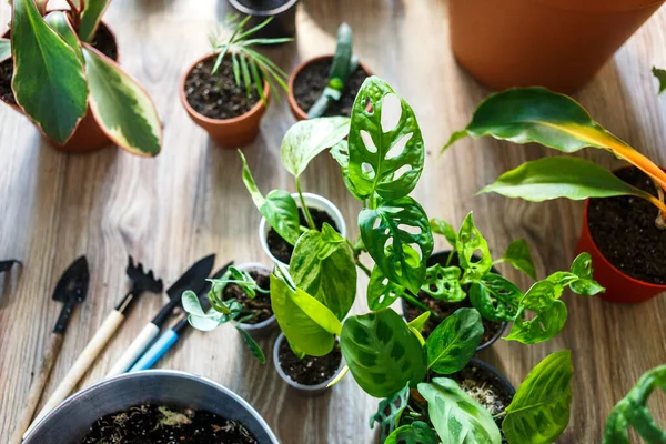 Green Seedlings Pots Potting Plants Home Indoor Garden House Plants — Stock Photo, Image