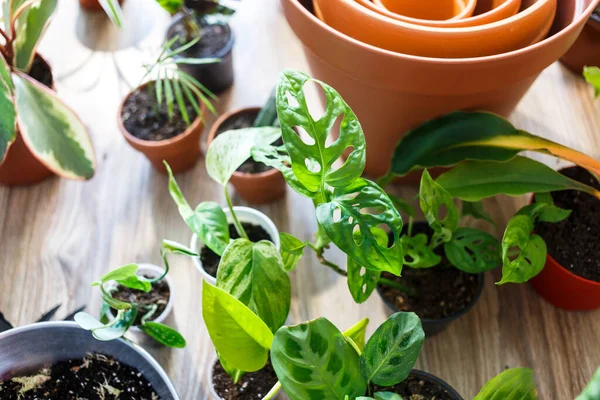 Green Seedlings Pots Potting Plants Home Indoor Garden House Plants — Stock Photo, Image